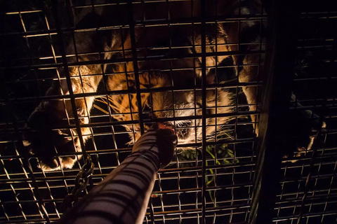 Bali Tour: Dinner with the Wildlife in the Zoo