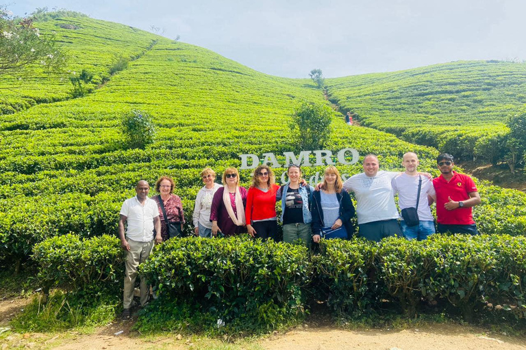 Excursão de um dia a Nuwara Eliya saindo de Kandy (tour particular)