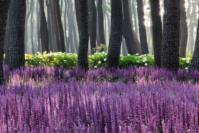 From Busan: 5 Highlights Pohang & Ulsan One Day City Tour Group tour: From Haeundae Station Ex.5