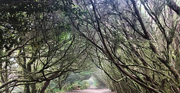 Anaga hike. Discover the essence of the Forest of Enigmas