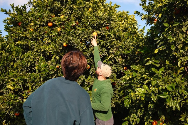 Noto: Tour door biologische citrusboomgaarden op Sicilië met proeverij