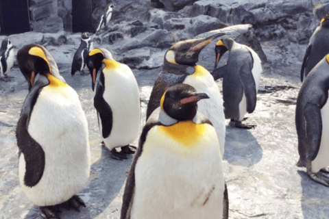 Asahiyama Zoo & Biei Blue Pond Day Trip in Hokkaido