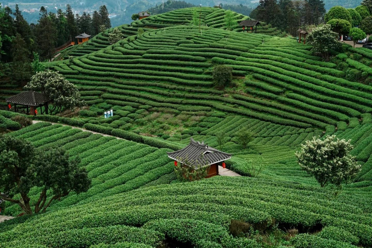 桂林至三江：东村、当地午餐和茶山其他语言的导游