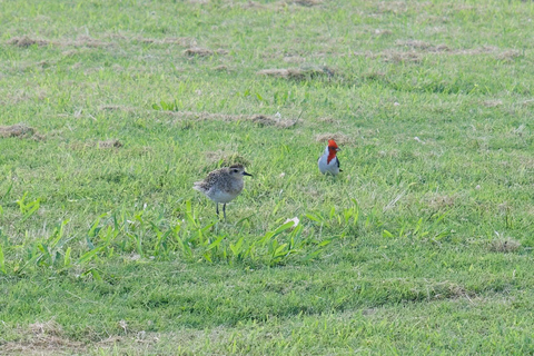 Oahu: Wycieczka prywatna Waikiki - Pełny krąg wysp - Możliwość dostosowania