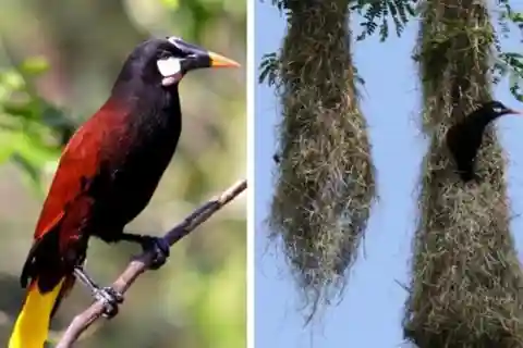 Fågelskådningstur till häckningsplatsen Oropendola i La Fortuna