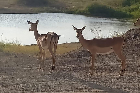 Nairobi National Park;4 uur gamedrive in het enige stadspark ter wereld