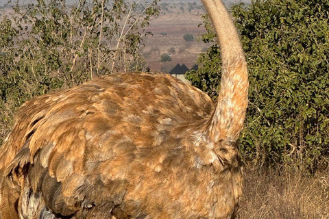 Nairobi: 4 Days epic trip to Amboseli, Tsavo West & East