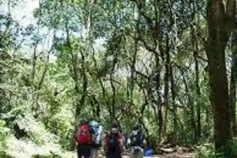 #Tour de 1 dia: Rota Lemosho do Kilimanjaro a partir de Arusha/Moshi