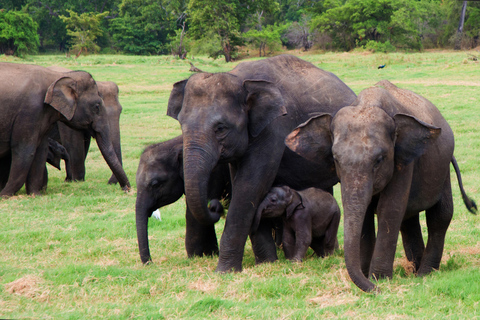 Sri Lanka 4 Days Tour for Short Time Travelers with Hotels With 4 Star Hotels