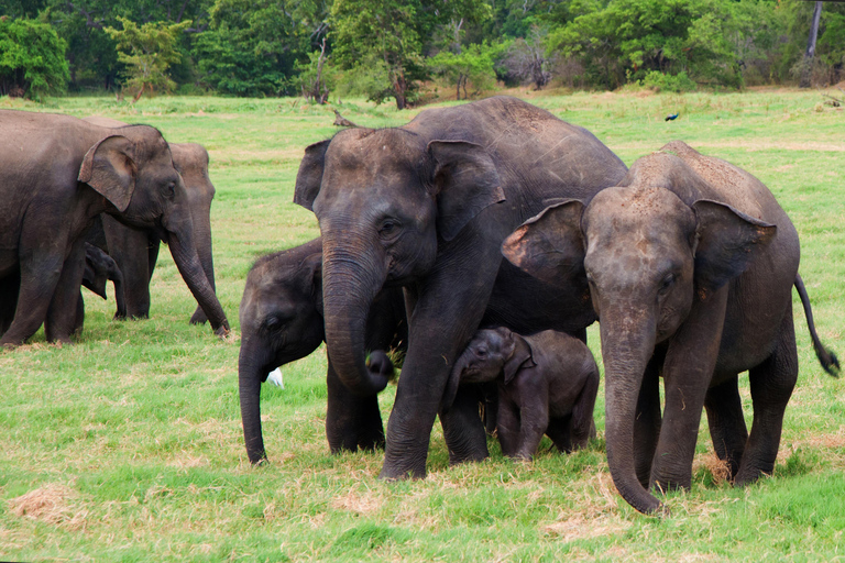 14 Days Sri Lanka Tour Itinerary with Hotels & Private Car With 4 Star Hotel