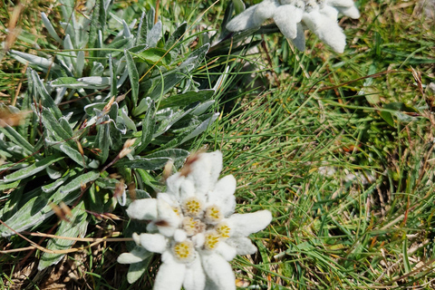 Vienna: Relaxed Alpine Experience with Guide and Transfer