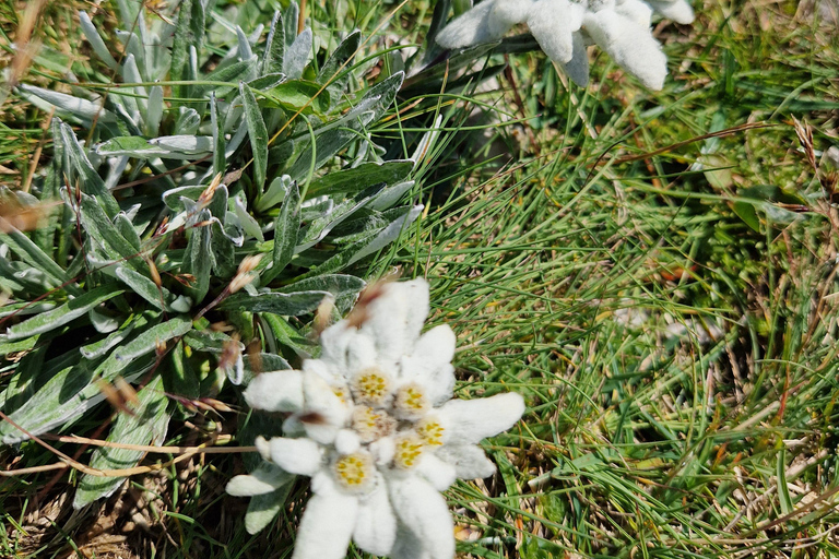 Vienna: Relaxed Alpine Experience with Guide and Transfer