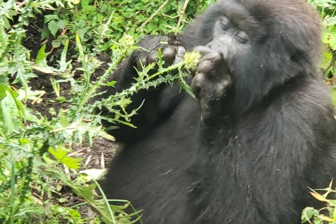 From Kigali: 2-Day Virunga Volcanoes Park Gorilla Trek Rwanda: 2 Days Mountain Gorilla Trekking Safari