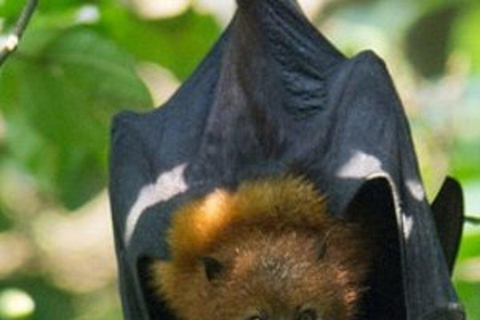 Pemba Island: Ngezi-skogen och kryddodlingar