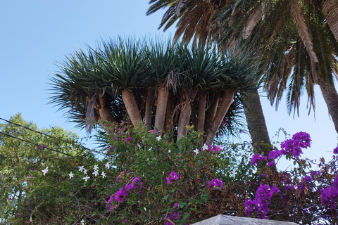 Visite guidée à pied à La Orotava, Tenerife