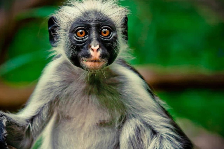 Zanzibar: Jozani forest and Salaam Cave Swim with turtles