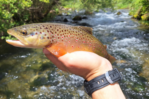 Bulgaria: Guided Fly Fishing Day Trip