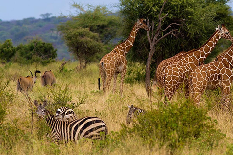 3-dniowe safari w Tanzanii w obiekcie klasy średniej3-dniowe safari w domku średniej klasy w Tanzanii