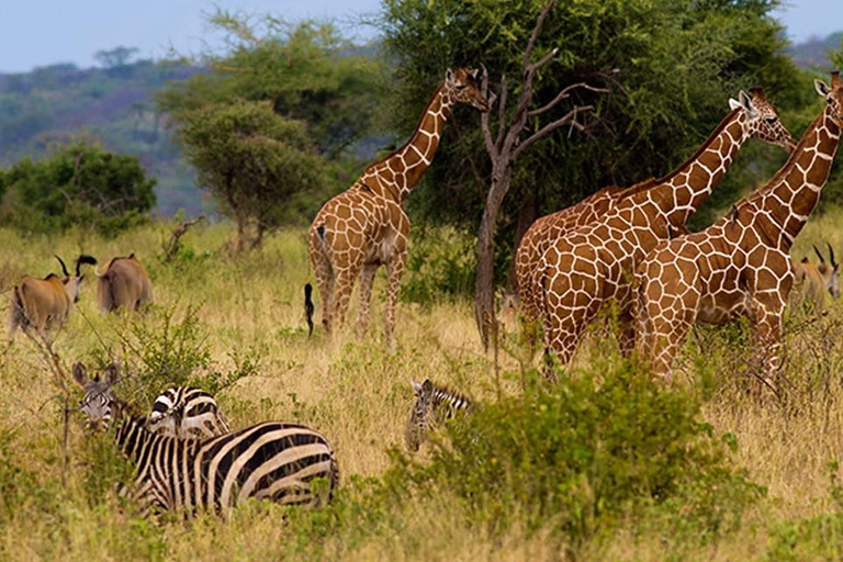 3-dniowe safari w Tanzanii w obiekcie klasy średniej3-dniowe safari w domku średniej klasy w Tanzanii