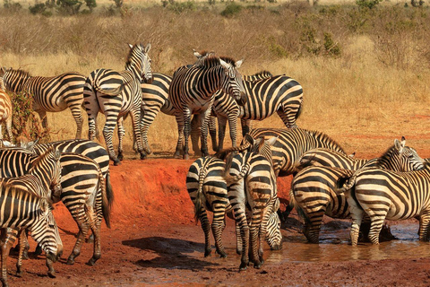 From Mombasa or Diani: Tsavo East National Park Day Trip