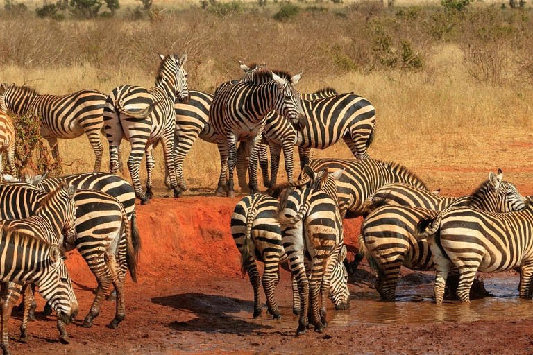 Excursion d&#039;une journée à Tsavo East depuis Mombasa/Diani/Malindi