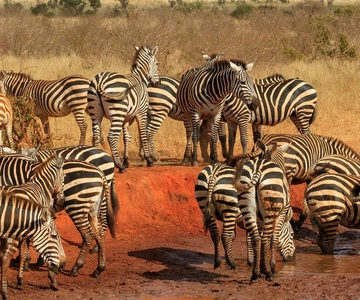 2-Day Tsavo East National Park Safari