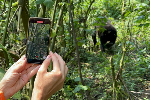 11 dagars vandring med schimpanser, gorillaspårning och djurliv