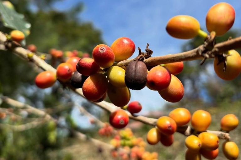 Boquete: Geisha Coffee Plantation Tour with Tasting