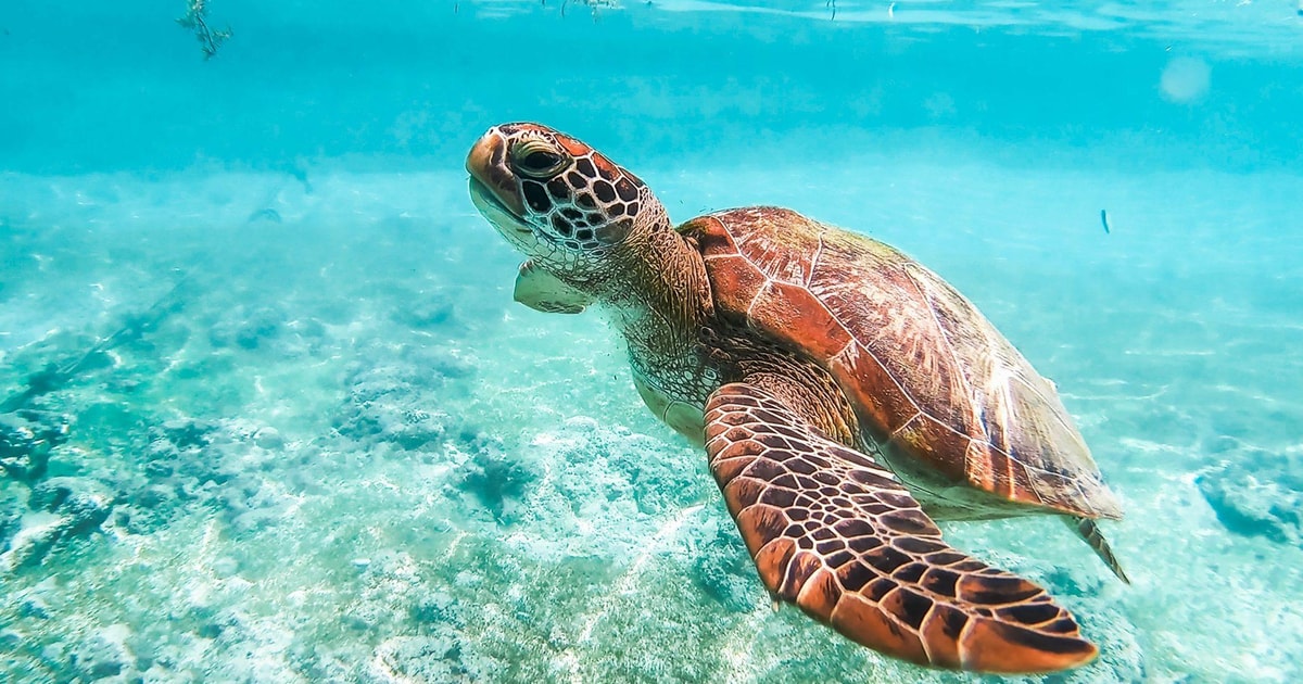 Cebu: Corsa per lo snorkeling di sardine e tartarughe e Cascate di ...