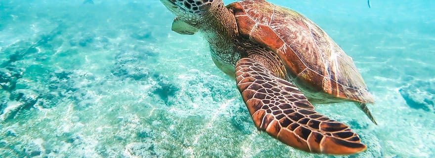 Cebu : Course de plongée avec masque et tuba pour les sardines et les tortues, et chutes de Mantayupan