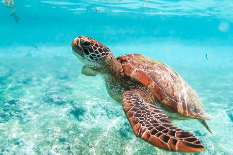 Cebu: Sardine & Turtle Snorkelling Run & Mantayupan Falls Moalboal: Sardine & Turtle Snorkeling Tour & White Beach