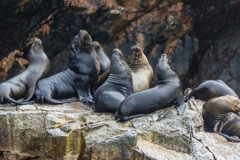 From Lima: Paracas, Huacachina & Ballestas Day Trip