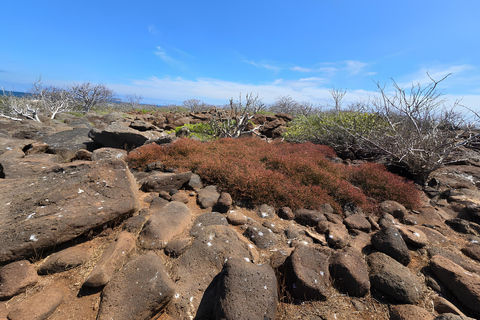 Nord-Seymour-Insel: Ganztägige Galapagos-Tour