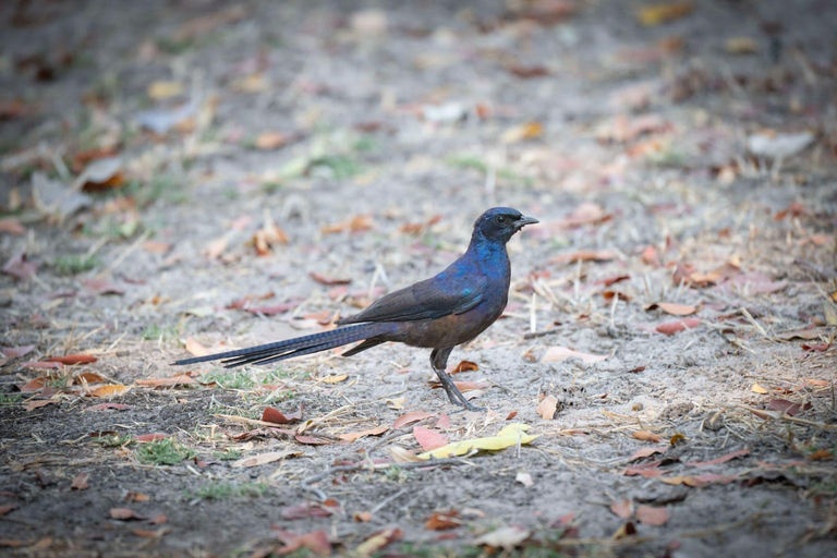 Livingstone: Birding Safari Half-Day or Full-Day Options