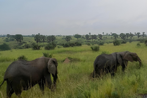 Uganda: 3-Day Murchison Falls & Kibale Chimpanzee Trekking