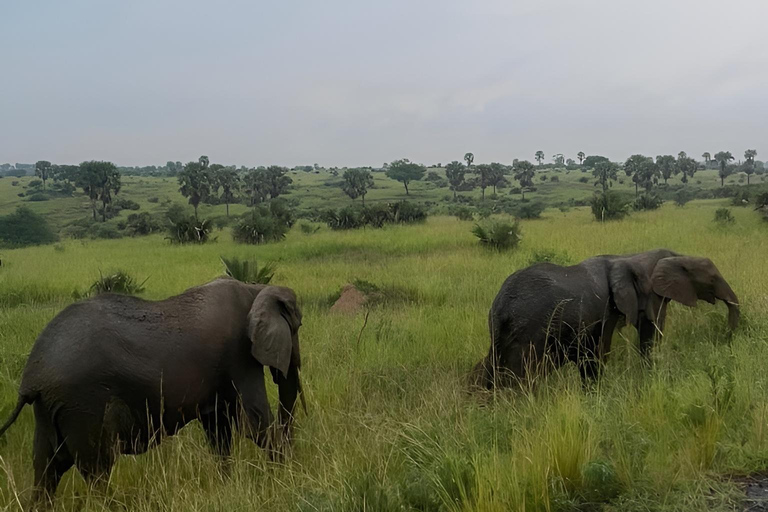Uganda: 3-Day Murchison Falls & Kibale Chimpanzee Trekking