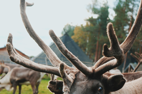 罗瓦涅米：驯鹿农场之旅（含雪橇乘坐和接送）罗瓦涅米：驯鹿农场秋季之旅