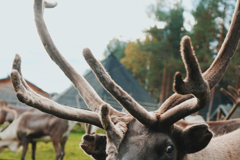 罗瓦涅米：驯鹿农场之旅（含雪橇乘坐和接送）罗瓦涅米：驯鹿农场秋季之旅