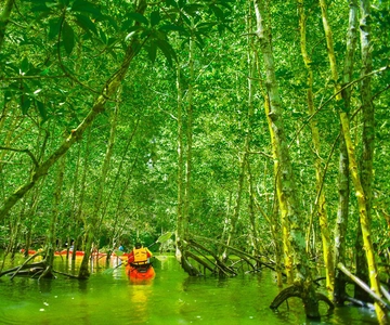 Krabi: Hidden Mangrove Kayaking Tour with Optional Extras