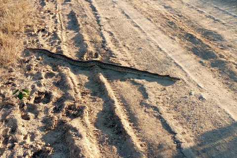 Dar es Salaam: 3-Day Mikumi National Park Safari with Meals