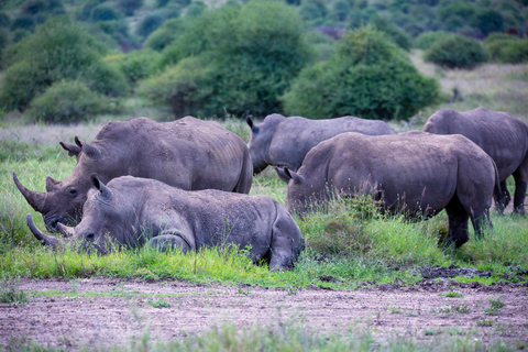 Nairobi: National Park Guided Game Drive Nairobi National Park Private Game Drive