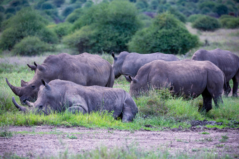Nairobi: National Park Guided Game Drive Nairobi National Park Private Game Drive