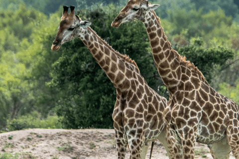 Johannesburg: tvådagars fly-in-safari i Kruger Big 5 Luxury LodgeJohannesburg: Tvådagars lyxsafari med flyg till Kruger Big 5 Lodge