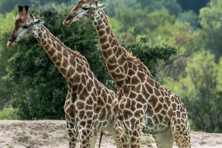 Joanesburgo: Safari de 2 dias no Kruger Big 5 Luxury Lodge Fly-InJoanesburgo: safári de 2 dias no Kruger Big 5 Luxury Lodge Fly-In