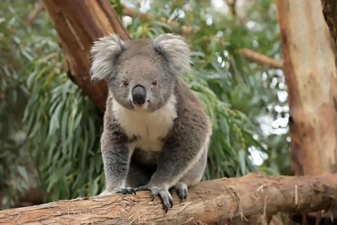 Isla Phillip: Crucero con focas, desfile de pingüinos y koalas