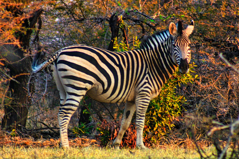 Cataratas Vitória: Safári a seco Game drive no Parque Nacional