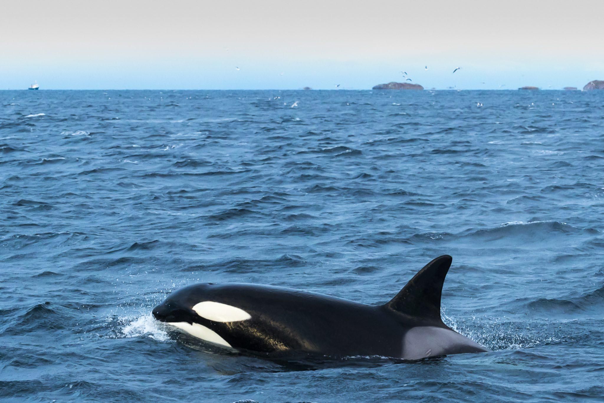 Andenes: Walbeobachtung/Papageientaucher-Bootstour ab Bleik