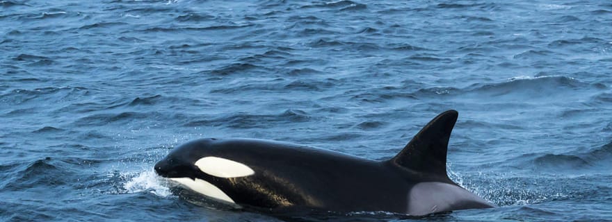 Andenes : Observation des baleines/tour en bateau pneumatique pour voir les macareux depuis Bleik