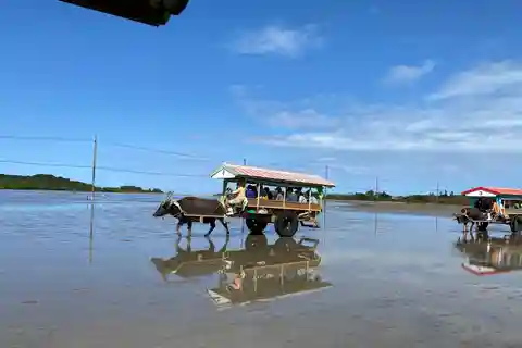 Iriomote: Mangrove Canoe and Yubujima sightseeing tour!