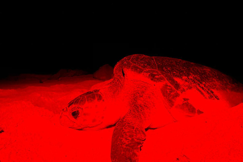 Obserwacja żółwi na Boa Vista z certyfikowanymi przewodnikamiObserwowanie żółwi w Boa Vista z certyfikowanymi przewodnikami